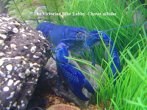 Pic: The Victorian Blue Yabby