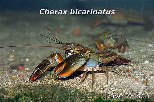 Pic: Cherax bicarinatus