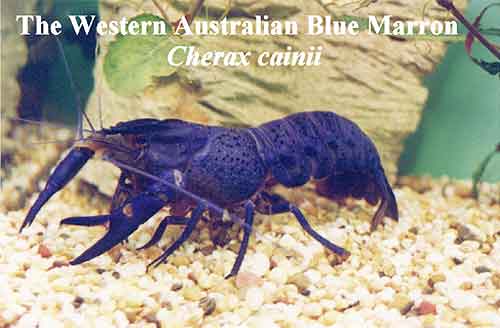 Pic: West Australian Blue Marron