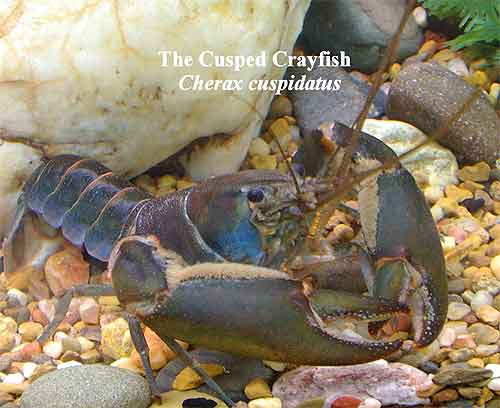 Pic: Cusped Crayfish
