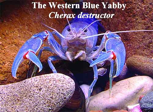 Pic: The Western Blue Yabby