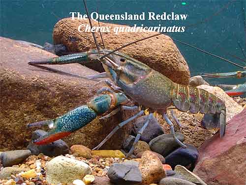 Pic: The Queensland Redclaw