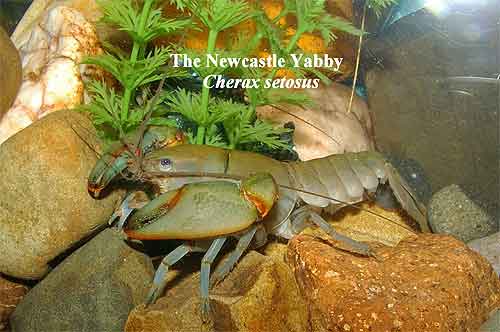 Pic: The Newcastle Yabby
