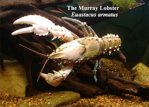 Pic: The Murray Lobster