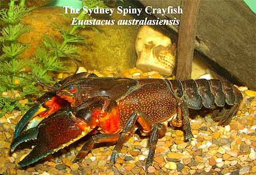 Pic: The Sydney Spiny Crayfish