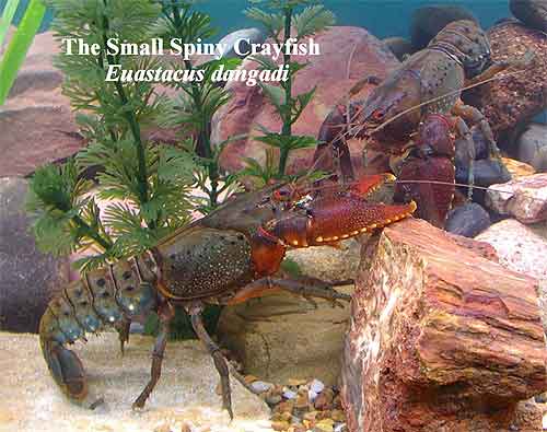 Pic: Small Spiny Crayfish