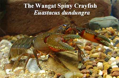 Pic: Wangat Spiny Crayfish