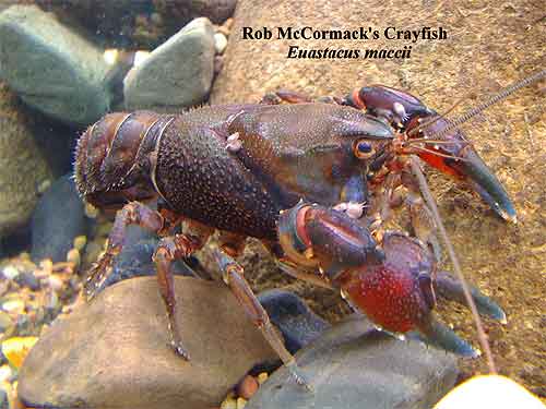 Pic: Rob McCormack's Crayfish