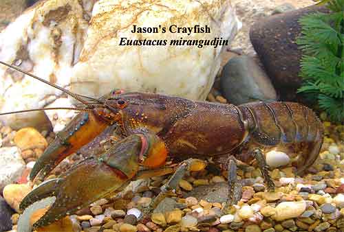 Pic: Jason's Crayfish