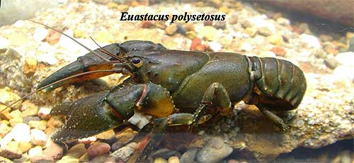 Pic: Euastacus polysetosus