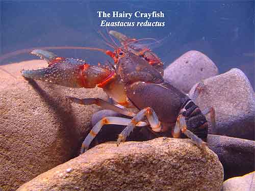 Pic: The Hairy Crayfish