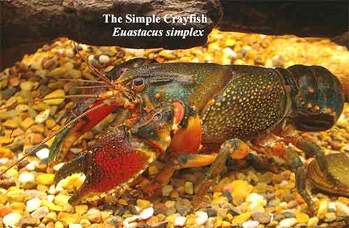 Pic: The Simple Crayfish