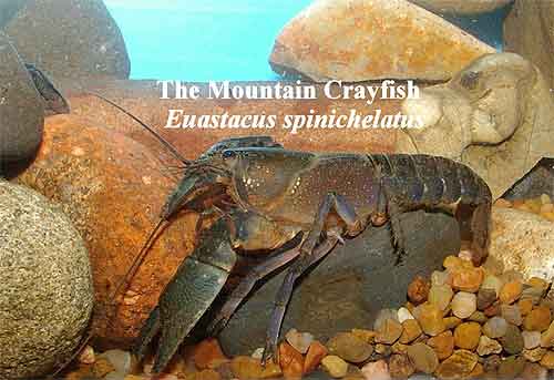Pic: The Mountain Crayfish