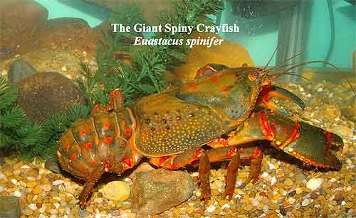 Pic: The Giant Spiny Crayfish
