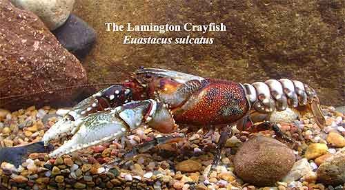 Pic: The Lamington Crayfish