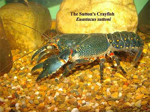 Pic: The Sutton's Crayfish