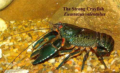 Pic: The Strong Crayfish
