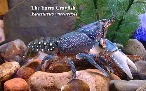 Pic: The Yarra Crayfish