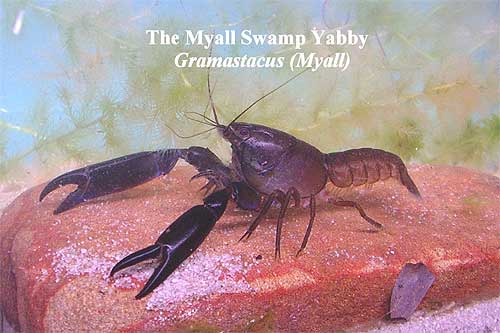 Pic: The Myall Swamp Yabby