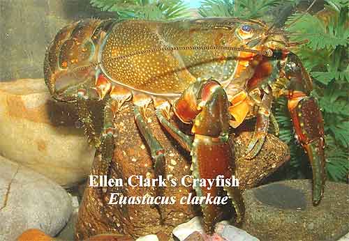Pic: Ellen Clark's Crayfish