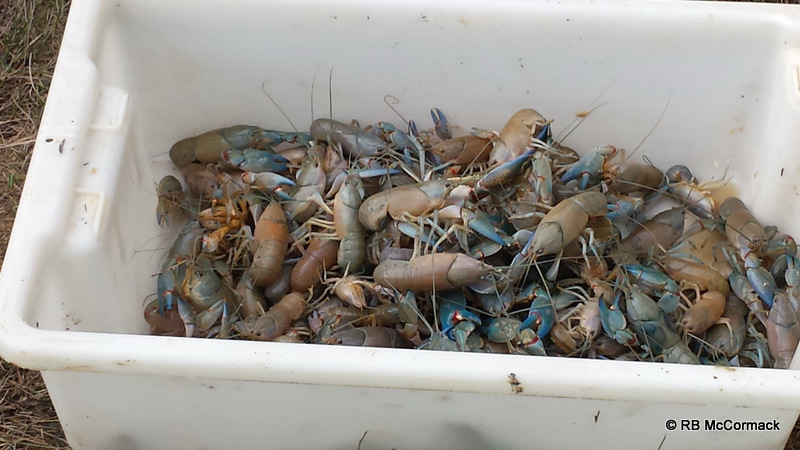 Yabbies from a super yabby trap