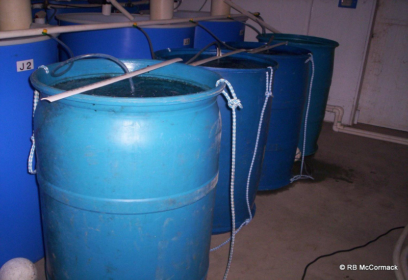 Hatchery barrels used to hatch Murray Cod eggs from outside ponds